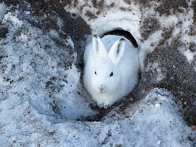 white rabbit on white sand thumbnail