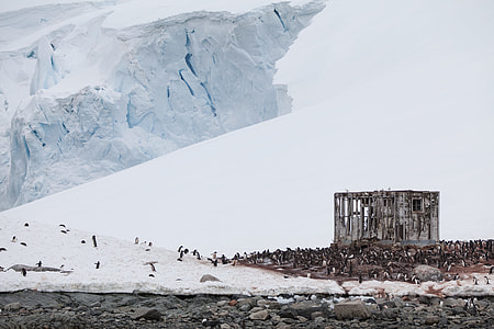 group of penguins near gray structure thumbnail