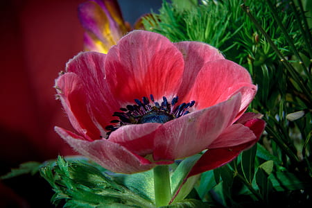 pink and red flower thumbnail
