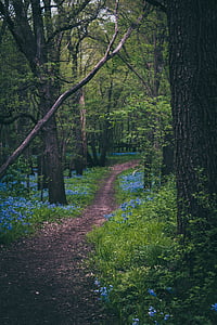 pathway between trees in forest thumbnail