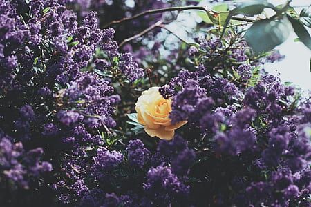 macro shot of purple and yellow flowers thumbnail