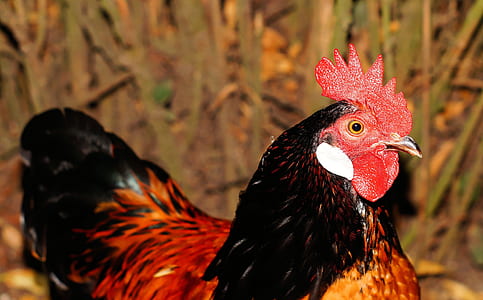 black and brown rooster thumbnail