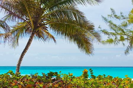palm tree near body of water thumbnail