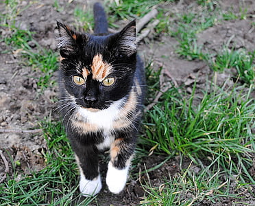 black and white cat on grass thumbnail