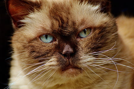 white and brown cat thumbnail