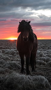 Selective Focus Photography of Brown Horse thumbnail