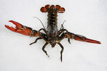brown lobster on ice thumbnail