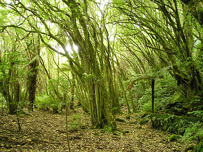 trees beside plants under clear sky thumbnail
