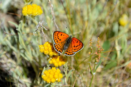 selective focus photography of karner blue butterfly perched on yellow petaled flower thumbnail