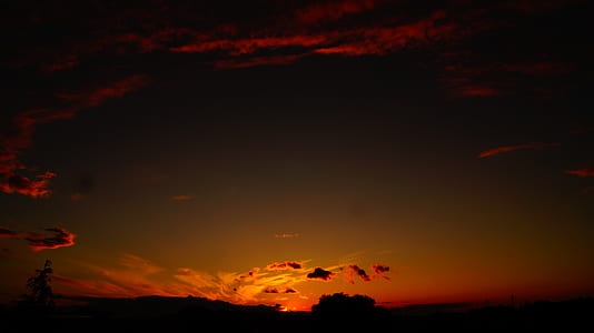 silhouette photo of trees thumbnail