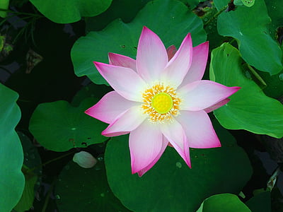 photo of pink lotus flower thumbnail