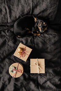 Christmas gifts for a cute little dog thumbnail