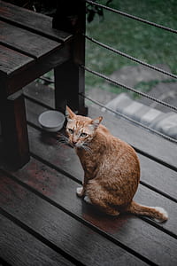 orange tabby cat sitting beside bench thumbnail