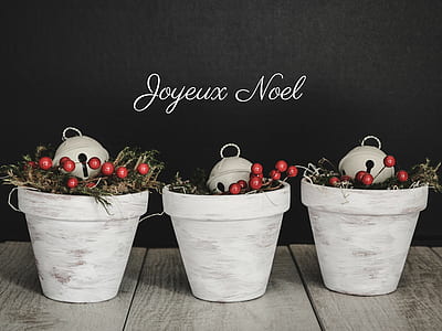 photo of three berries plants in white pots on white surface thumbnail