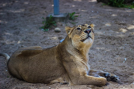 Adult Lioness thumbnail