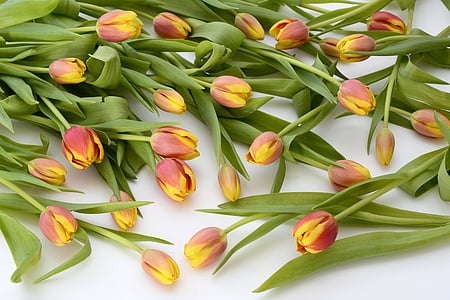 maroon tulip lot thumbnail