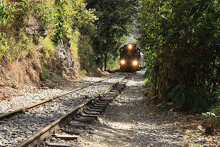 train with turned-on lights between trees thumbnail