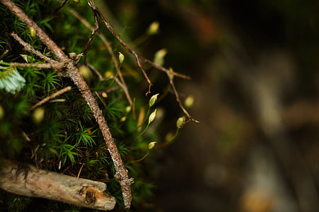 selective focus photo of green leafed plant thumbnail