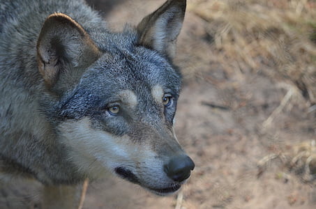 closeup photo of adult wolfdog thumbnail