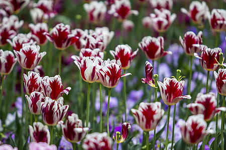selective focus photography of white-and-red tulip flowers thumbnail