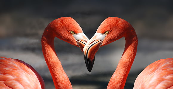 two red swans photography thumbnail