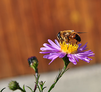 selective focus photography of yellow honey bee pollinating purple flower in bloom thumbnail