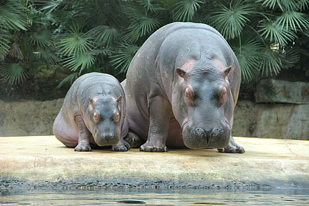 two hippopotamus thumbnail