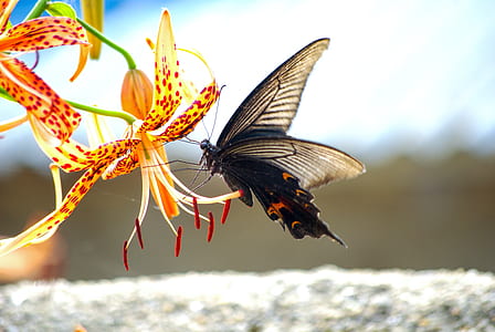 selective focus photography of butterfly perched on flower thumbnail