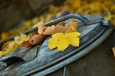 maple leaves on trash bin outdoor thumbnail