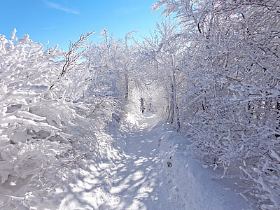 photo of trees covered with snow thumbnail