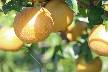 oval yellow fruit thumbnail