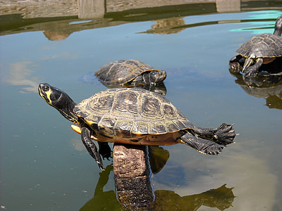 turtle on rock formation thumbnail