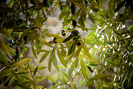 green plant leaves thumbnail