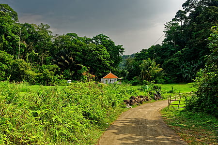 Photo of House Surrounded by Trees thumbnail
