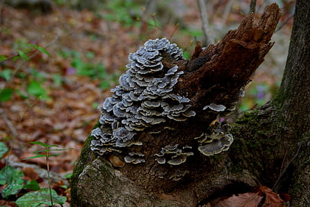 gray mushroom on brown tree thumbnail