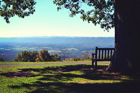 Bench Under Tree thumbnail