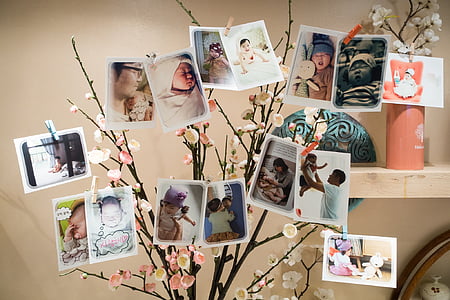 assorted photo on tree plant thumbnail