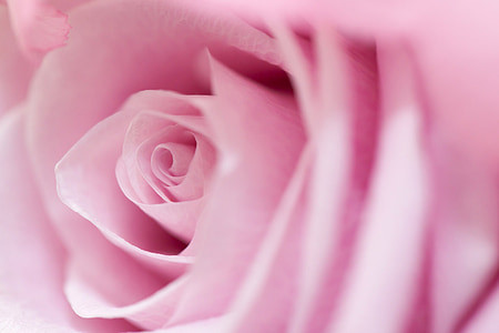 closeup photo of pink rose thumbnail
