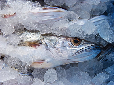 gray fish covered with ice thumbnail