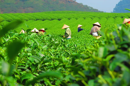 group of people harvesting during day time thumbnail