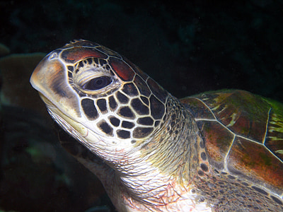brown and black turtle close-up photo thumbnail