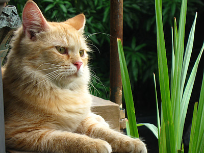 selective focus photography of orange tabby cat during daytime thumbnail
