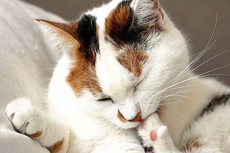 calico cat licking foot thumbnail