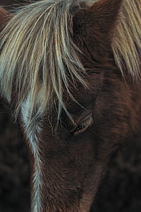 shallow focus photography of brown horse thumbnail