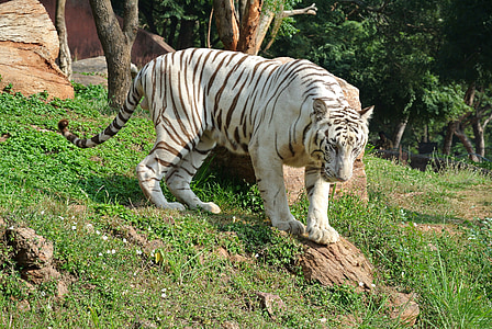 white and brown tiger on green grass thumbnail