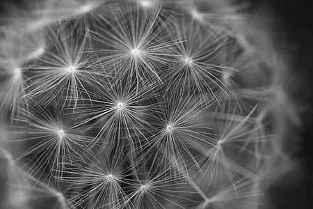white dandelion flower thumbnail