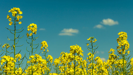 yellow petaled flowers photography thumbnail