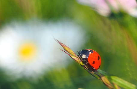 selective focus photography of ladybug on leaf thumbnail