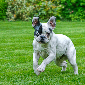 white puppy running on grass thumbnail
