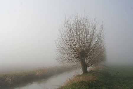 green tree near body of water thumbnail